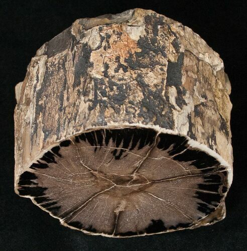 Petrified Wood Limb Section - Oregon #16906